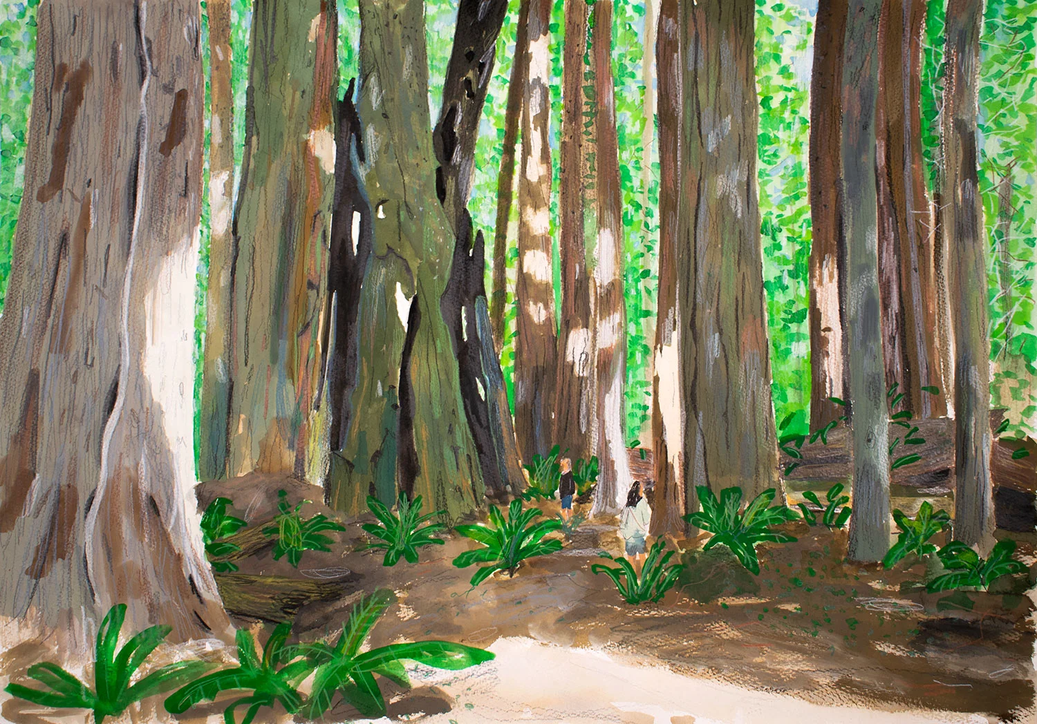 redwoods.jpg