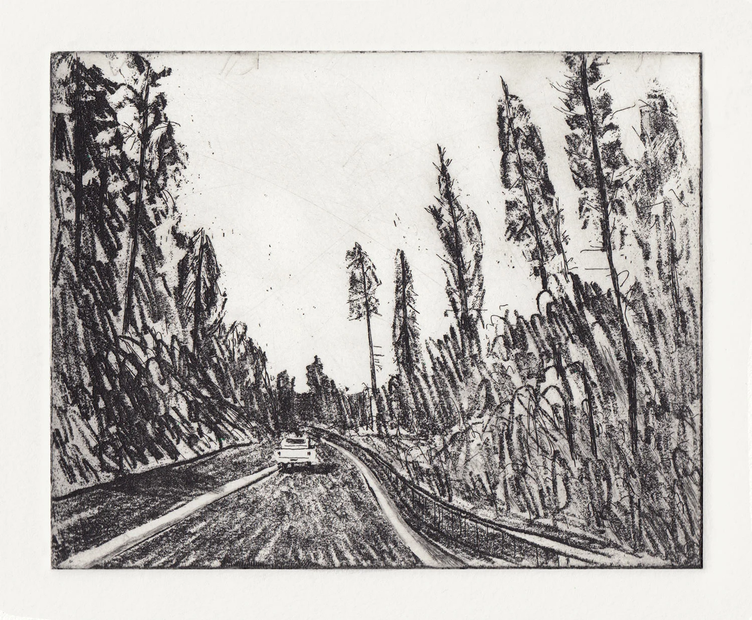 redwoods-etch.jpg