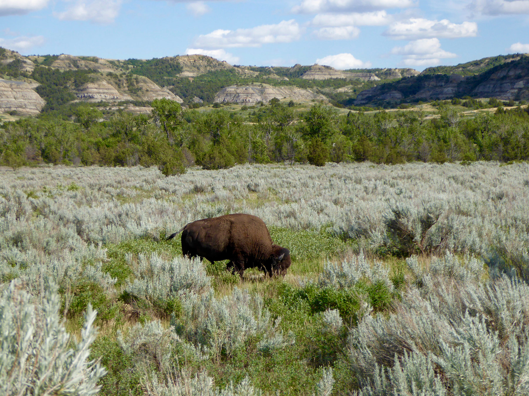 Theodore Roosevelt National Park, North Unit
