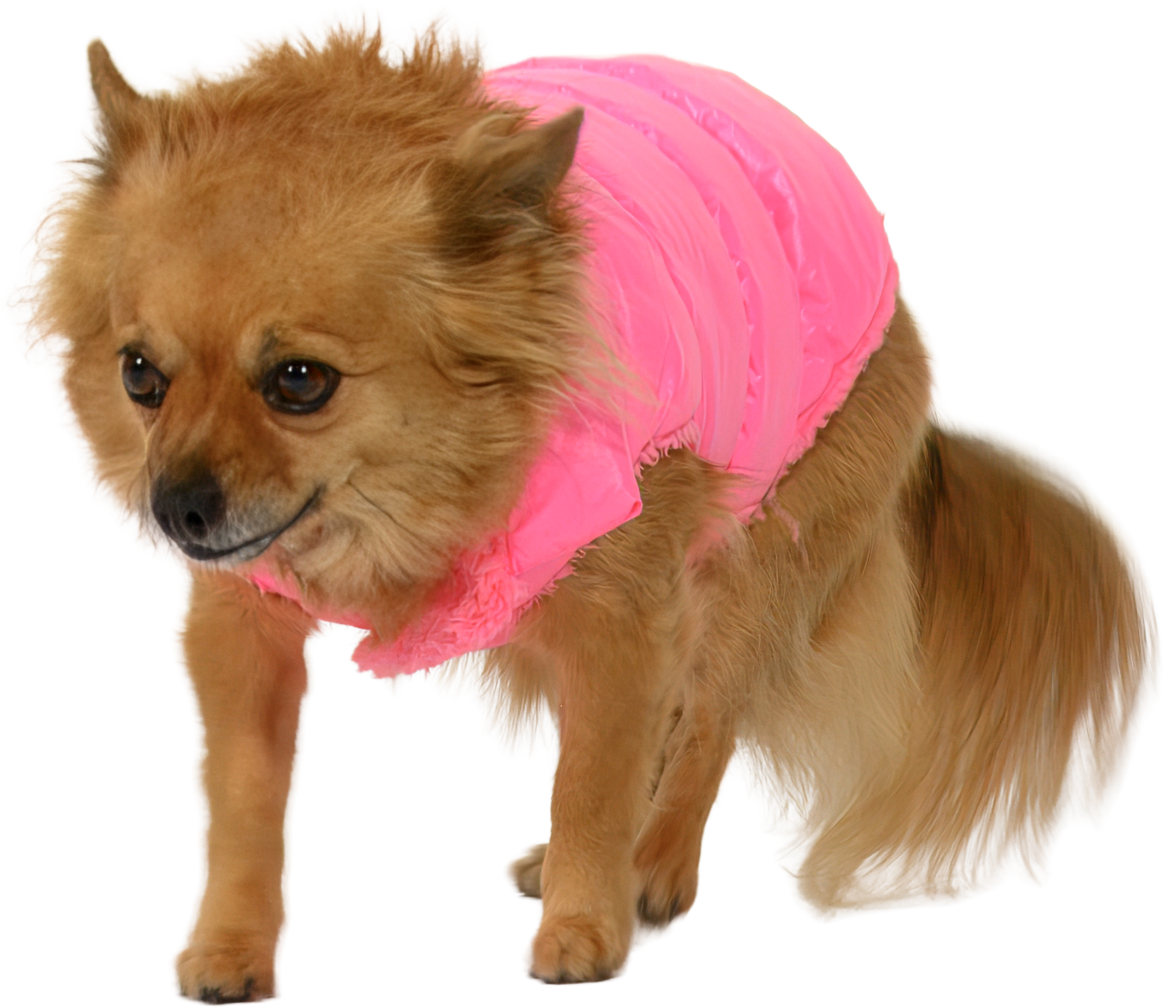 DTCo - LB - Bruiser 03.png