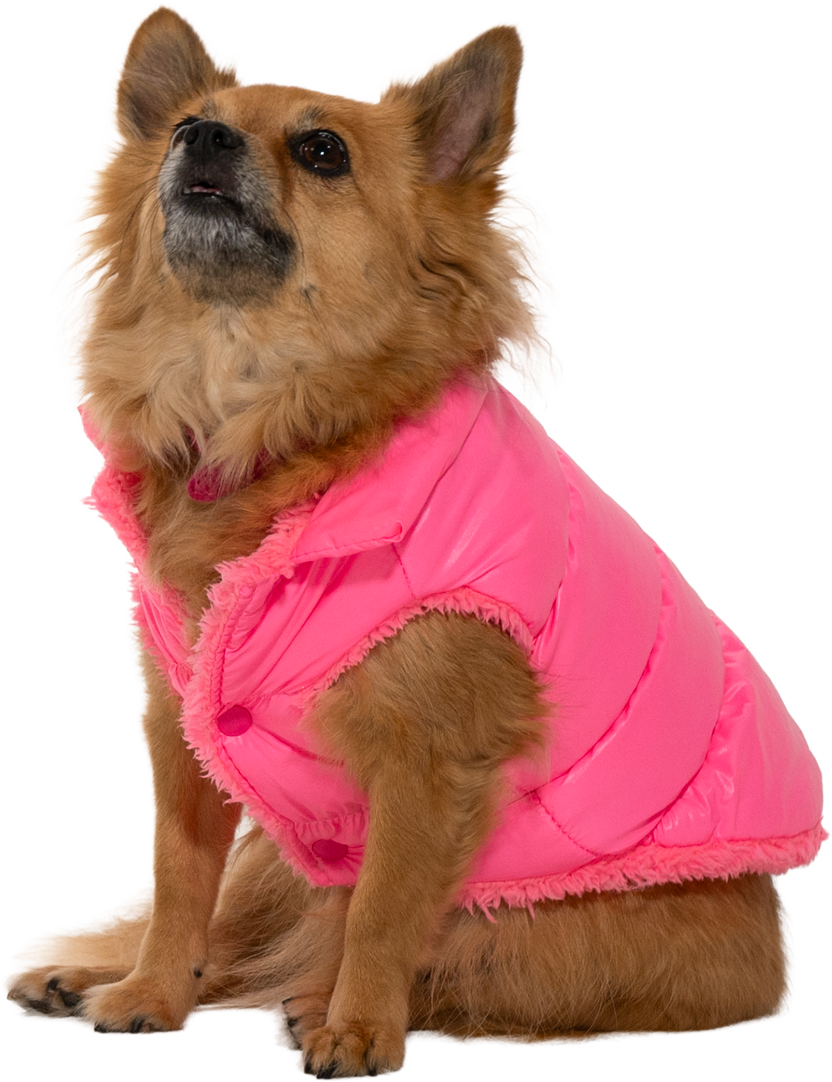 DTCo - LB - Bruiser 04.png