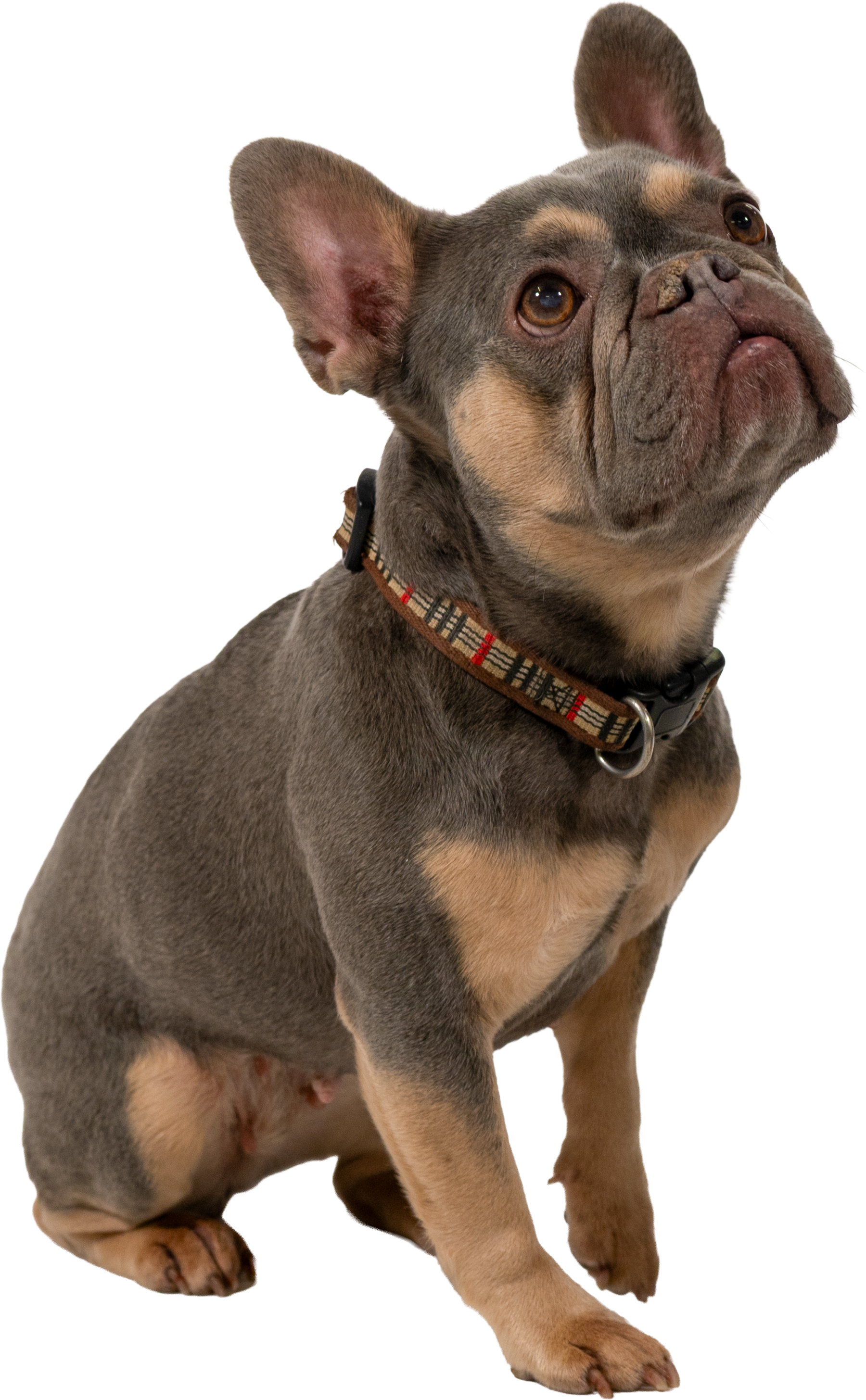 DTCo - LB - Rufus 01.png