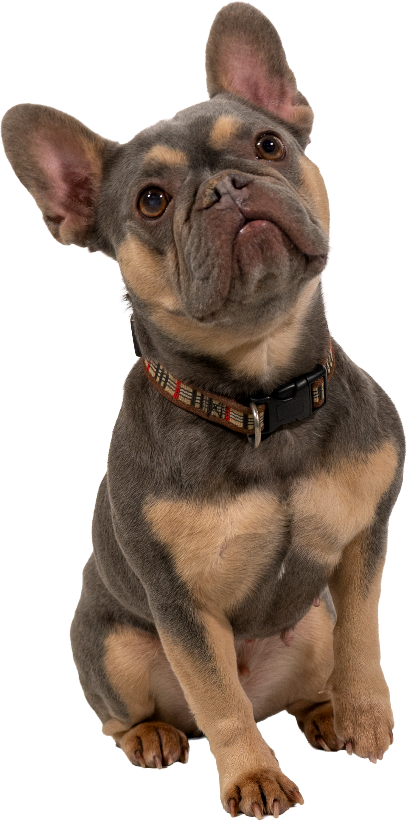 DTCo - LB - Rufus 03.png