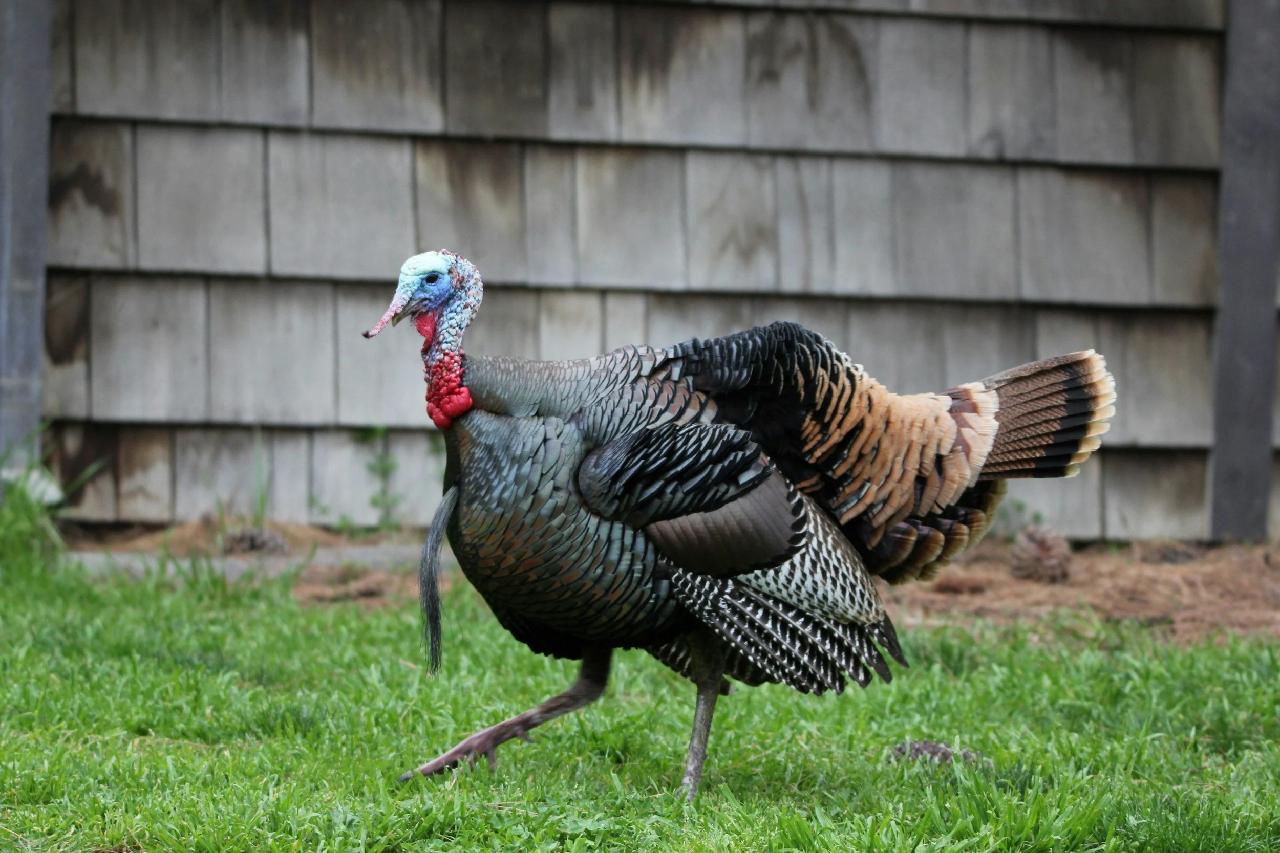 Turkey Olympics at Youth Group