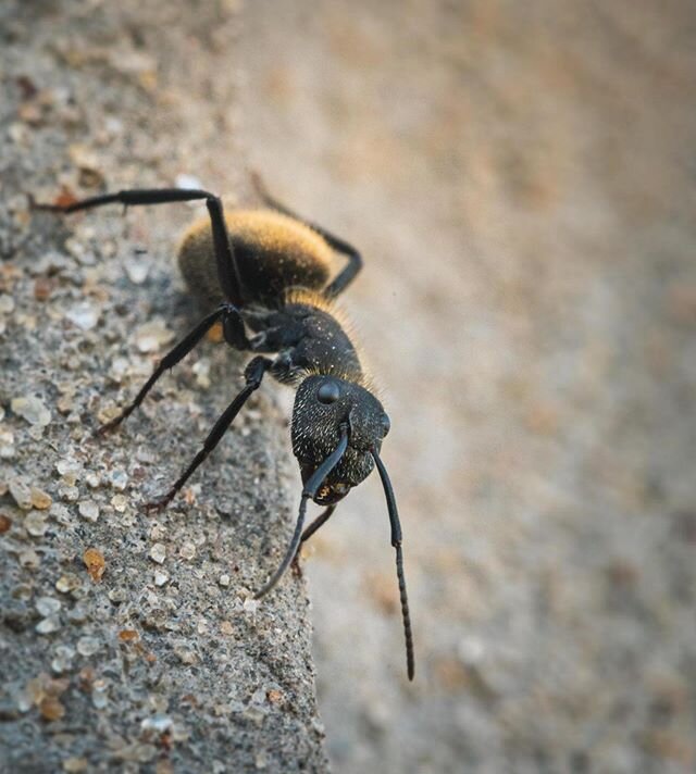 Black ant 🐜 in Exaltaci&oacute;n de la Cruz, Buenos Aires Province 🇦🇷.
.
.
#blackant #macro_captures_ #naturephotography #natgeo #traveldeeper  #the_folknature #vacationwolf #theglobewanderer #passionpassport  #natgeotravel #travelphotography #tra