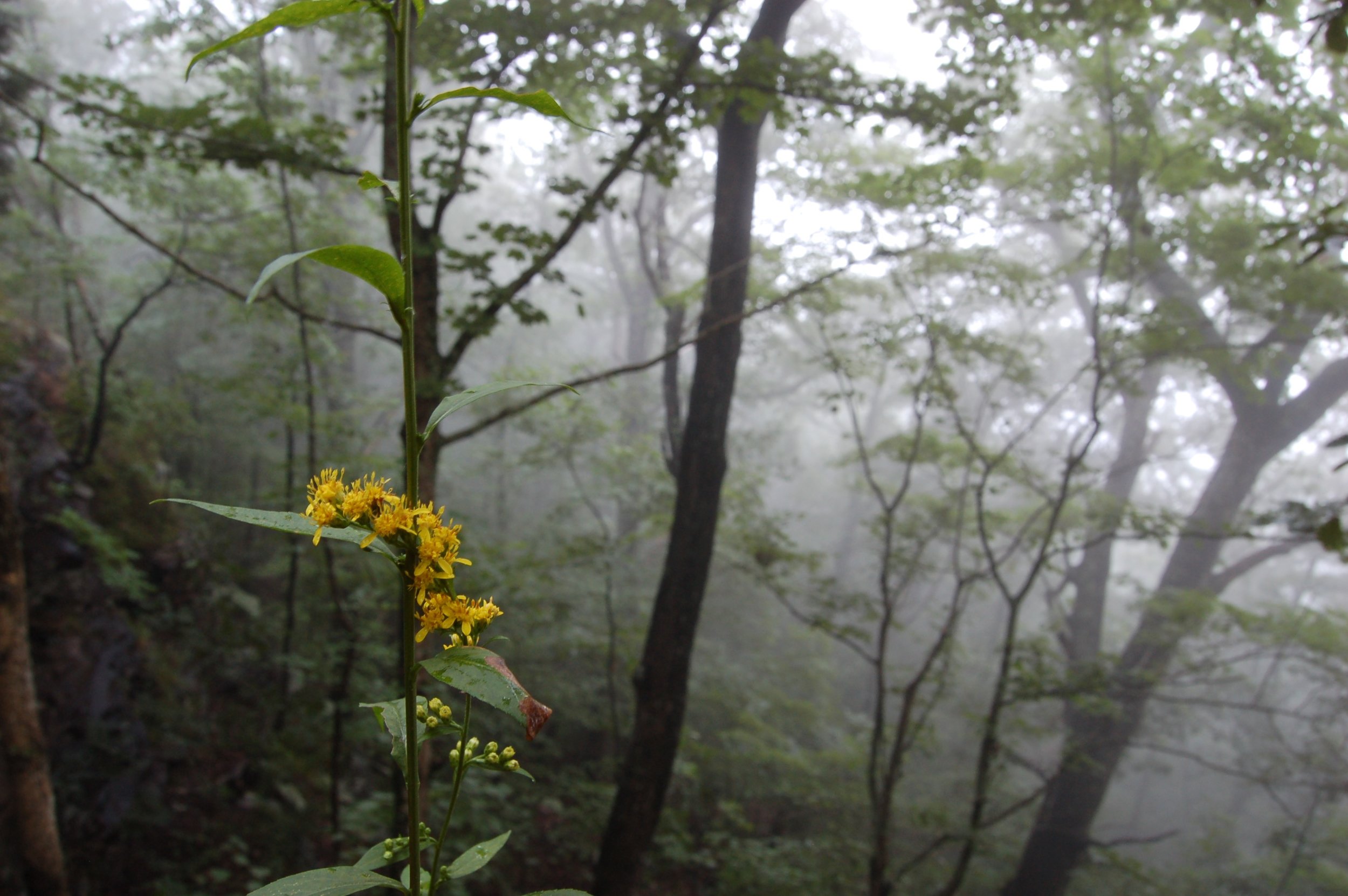 Monte Sano State Park, AL