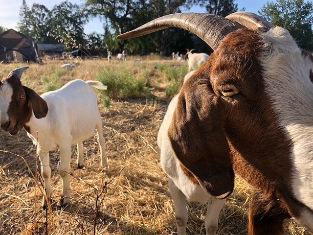 Some cute ass goats. 🐐