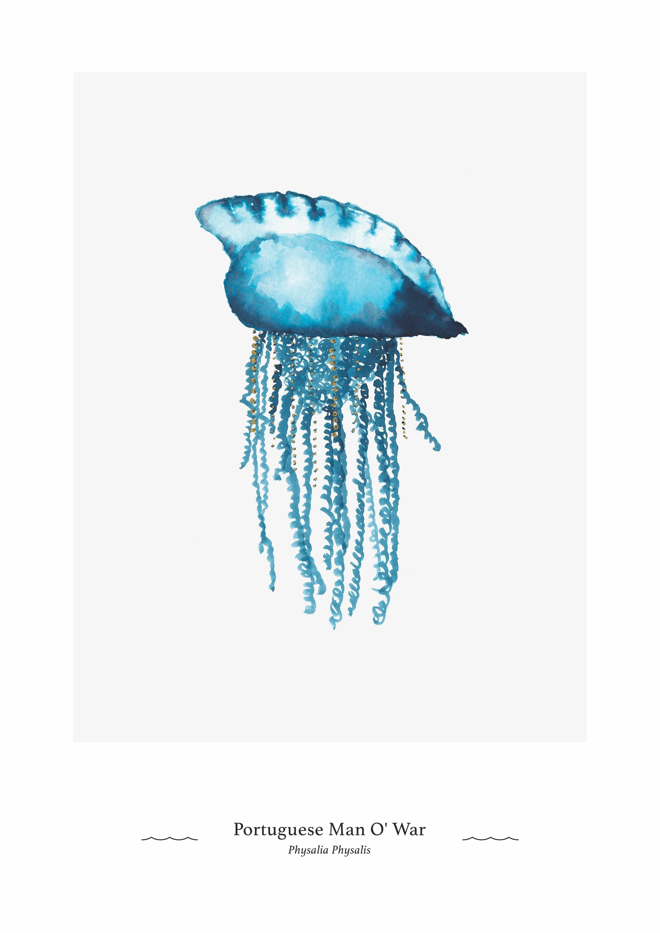 final-jellyfish copy.jpg