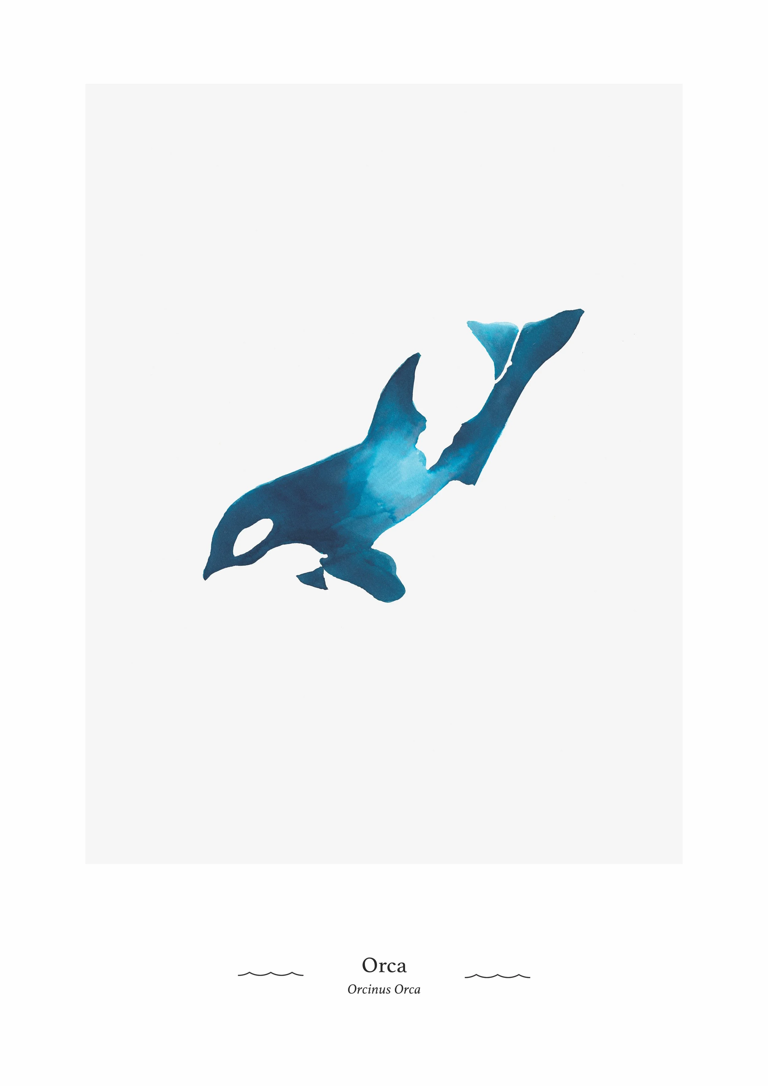 final-orca copy.jpg