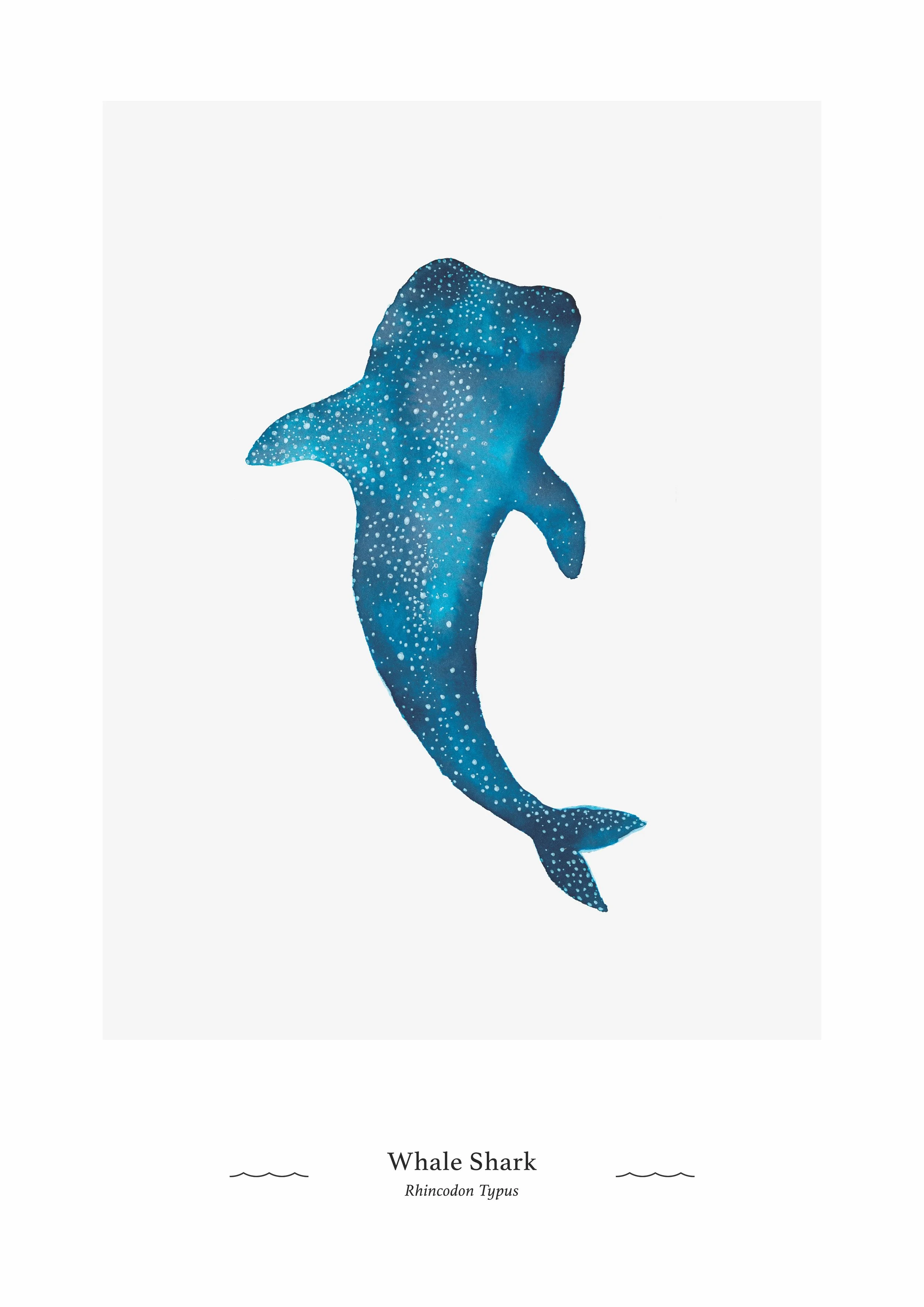 final-whaleshark copy.jpg