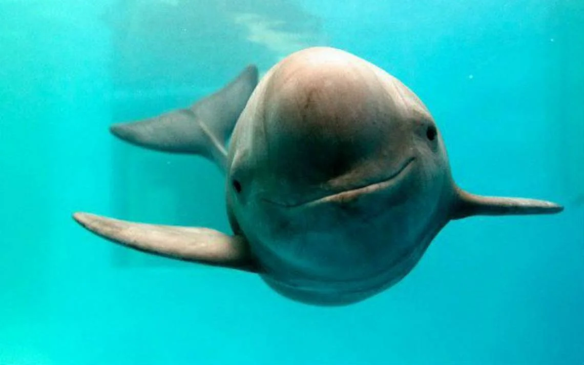 Vaquita marina podría extinguirse en junio, alertan