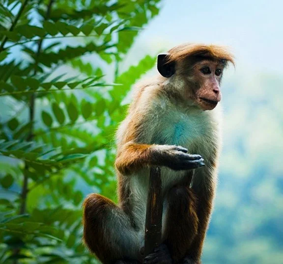 En 40 años la humanidad exterminó al 60% de los animales en la tierra