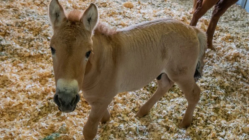 Logran clonar con éxito a un  caballo de Przewalski, una rara especie en gran peligro de extinción