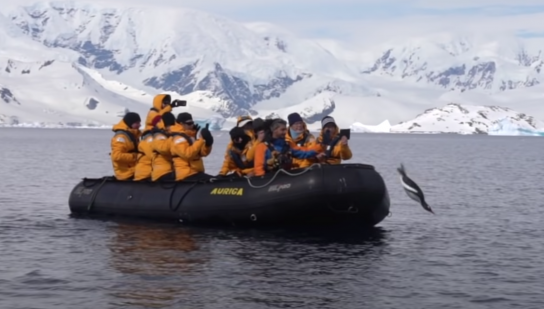 Pingüino salta a un bote para salvar su vida