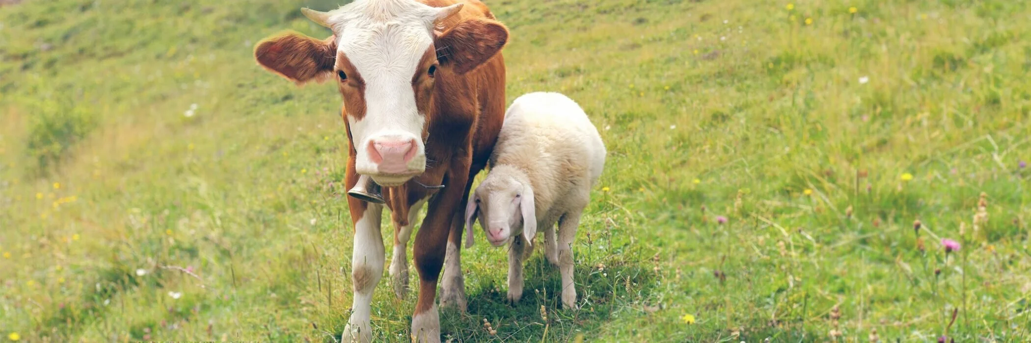 Nueva Zelanda prohibirá las exportaciones de animales vivos.