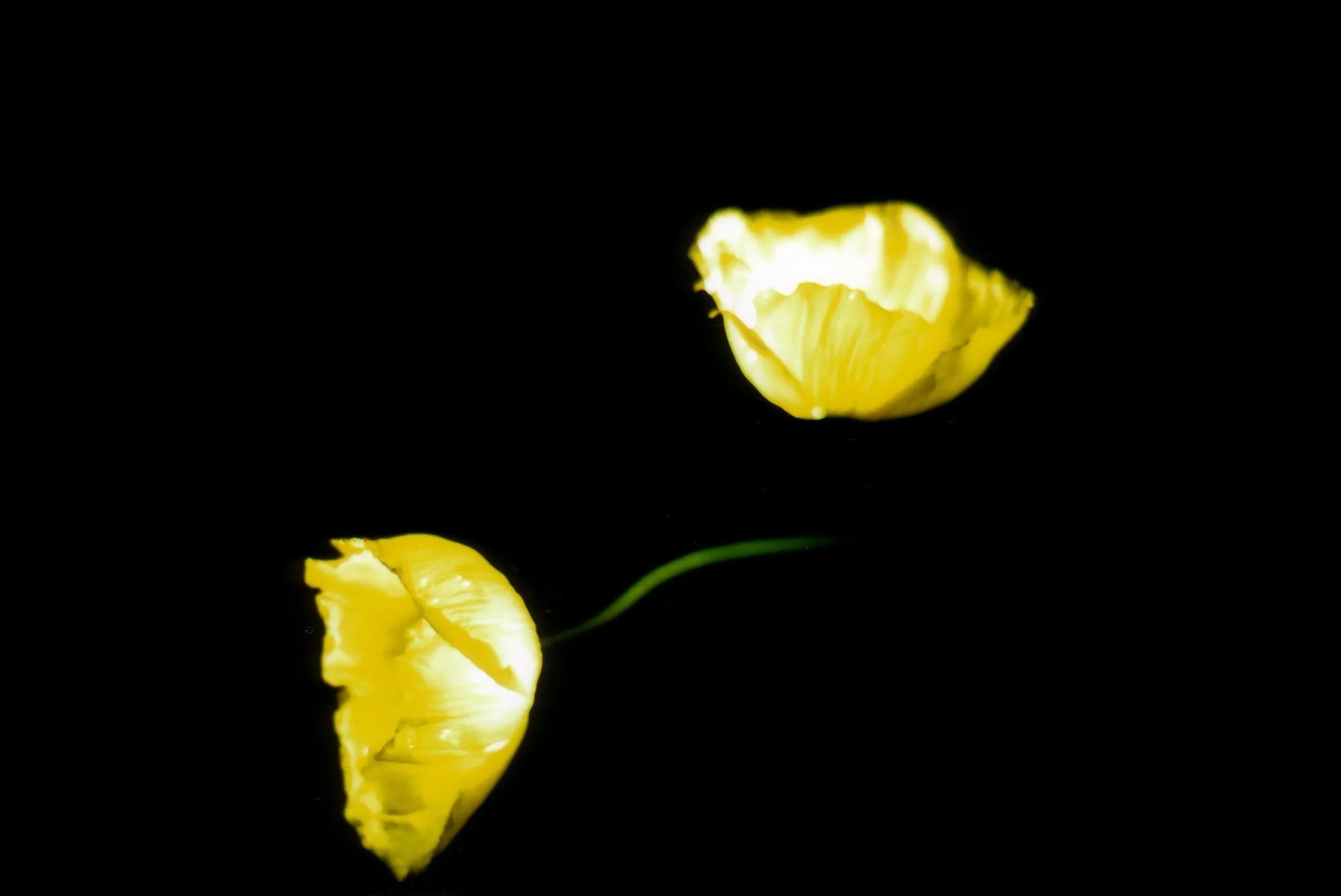 flower glow.jpg