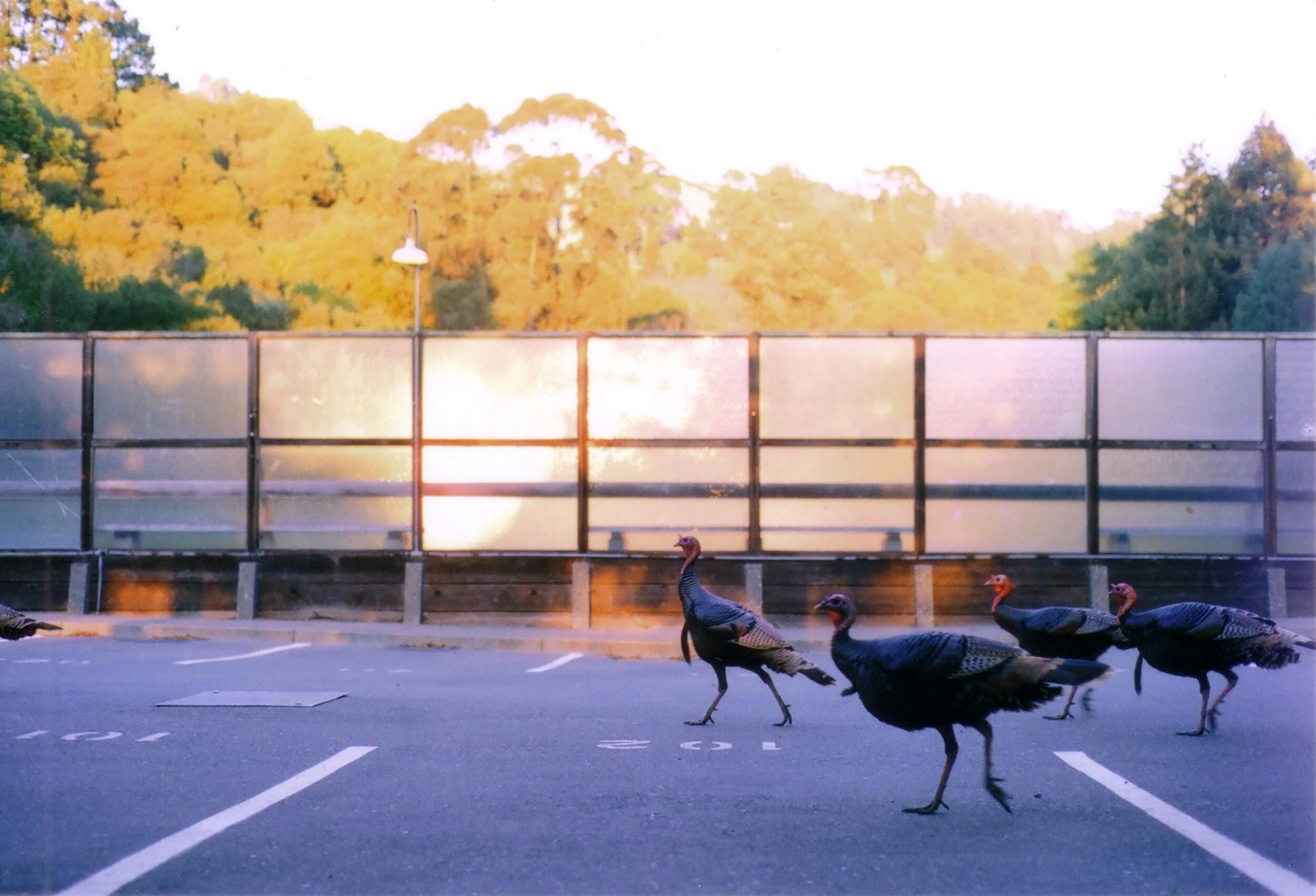 turkey race.jpg