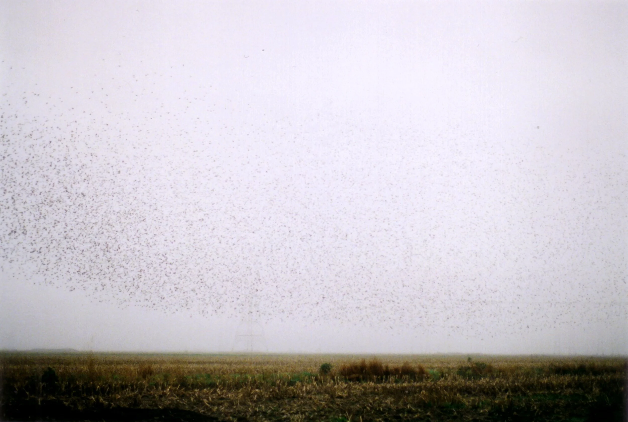 bird flock on field08.jpg