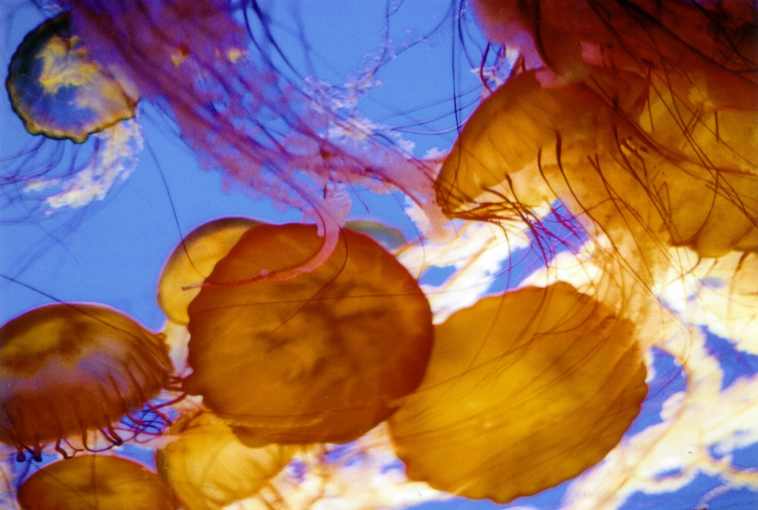 jellyfish01.jpg