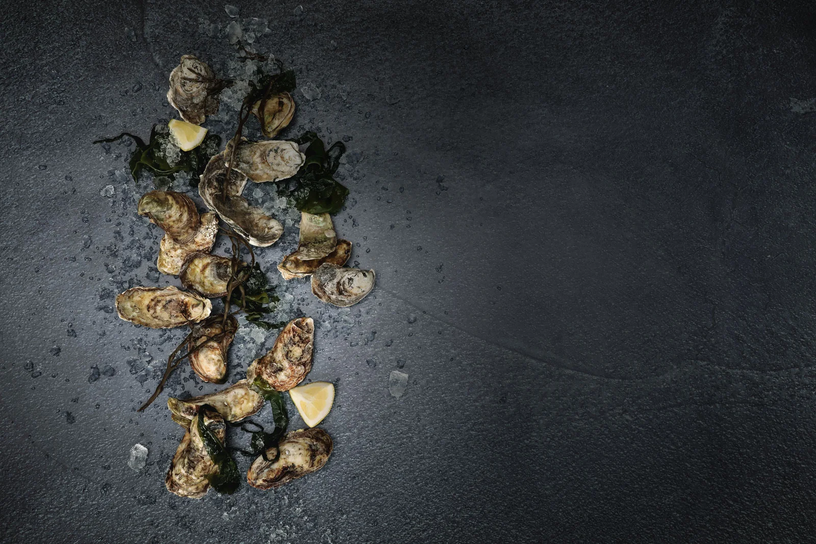 Oyster-Back.jpg