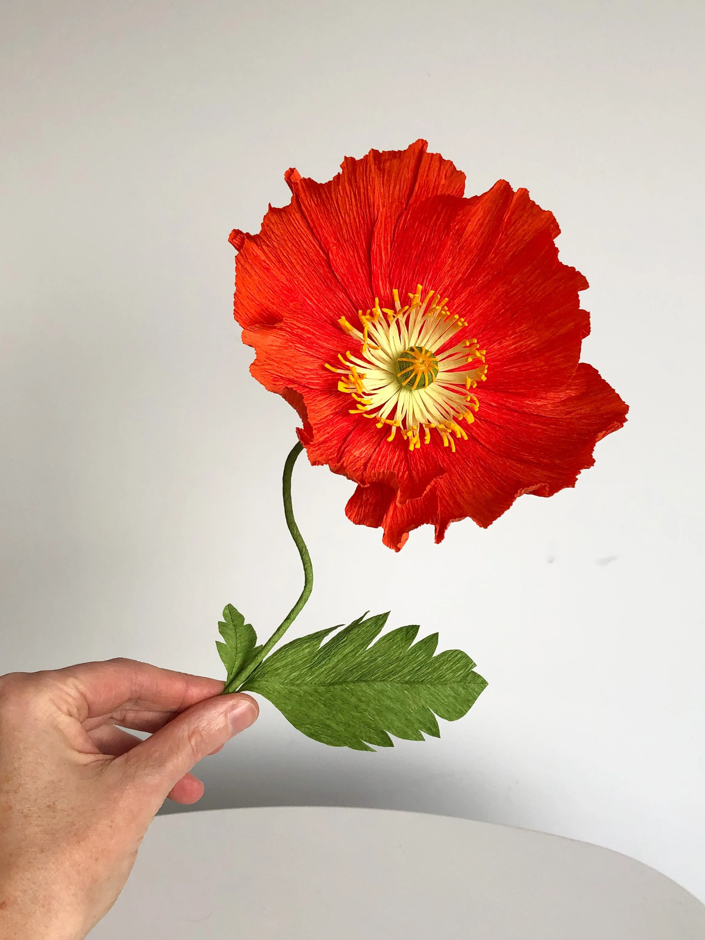 OrangePoppy2_IMG_3003.JPG