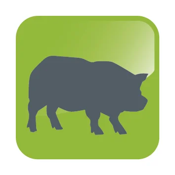 DHA ICONS-Pig.jpg