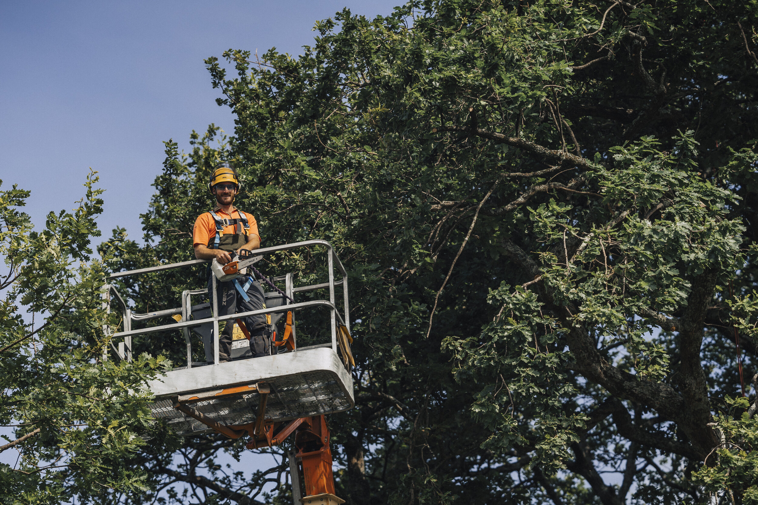 VerticalArborist0079Dec19.jpg