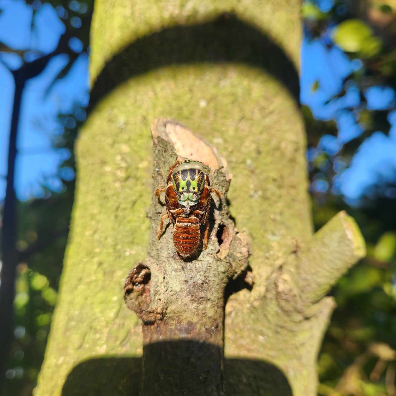 A little cicada pal shedding. How good is nature! 😍