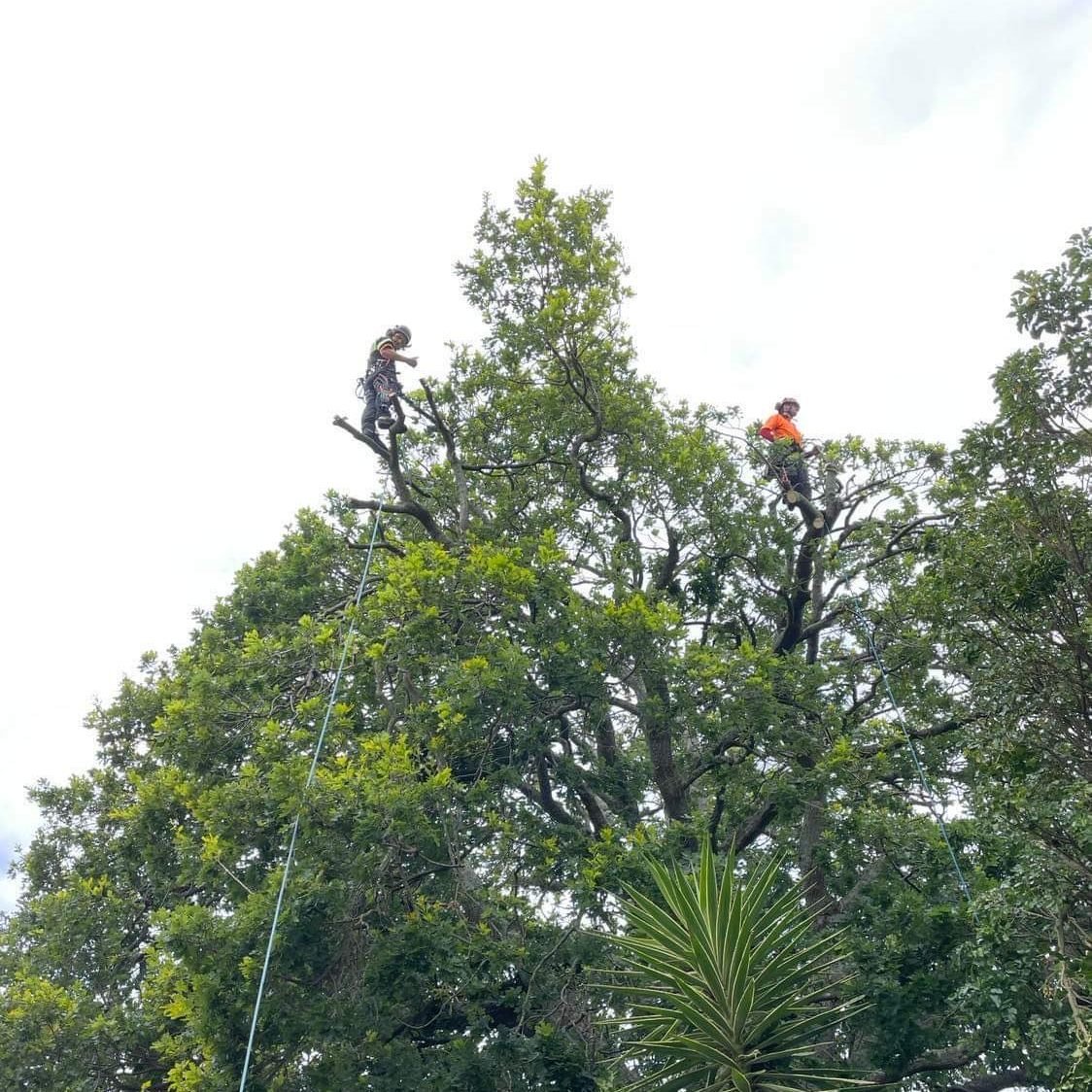 Getting right out on the tips! Check out the team working on a 30-metre-tall Notable English Oak. The reduction work was done above houses, fences and neighbouring trees over three days. 🔥✅