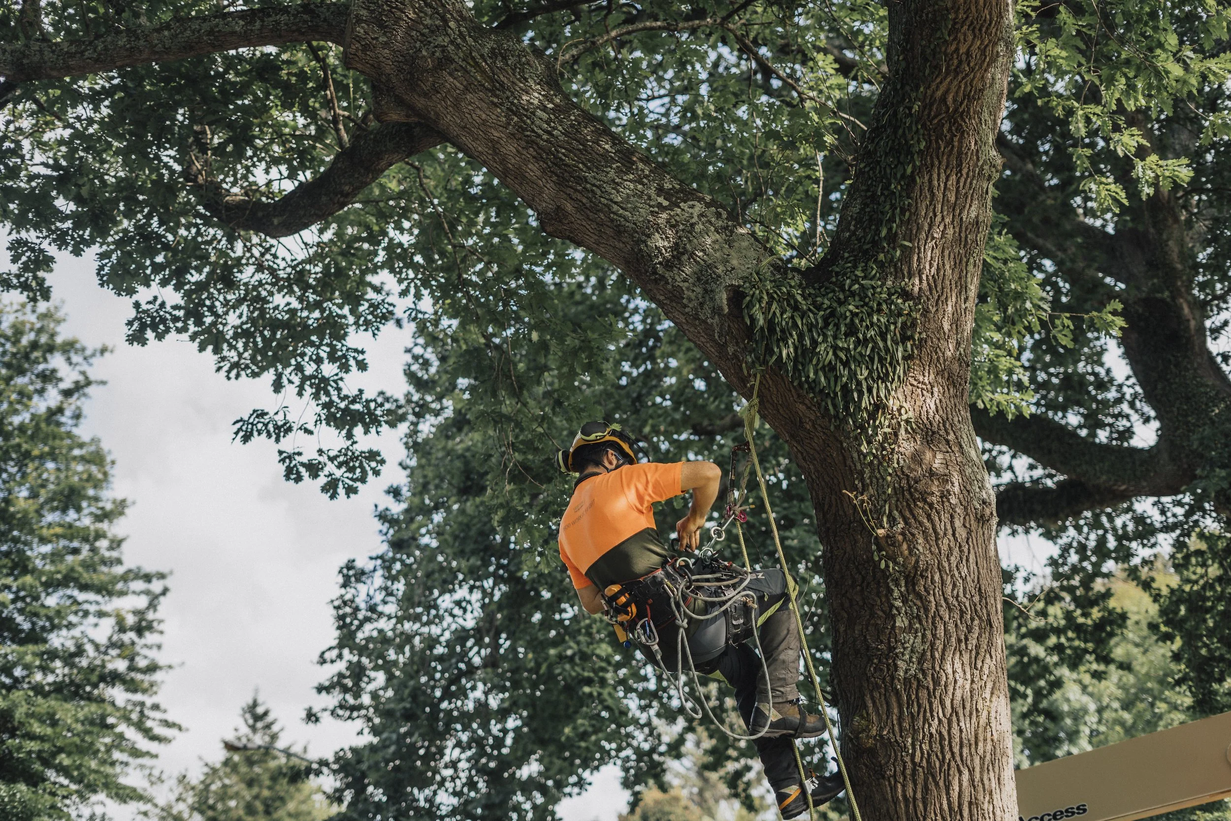VerticalArborist0059Dec19.jpg