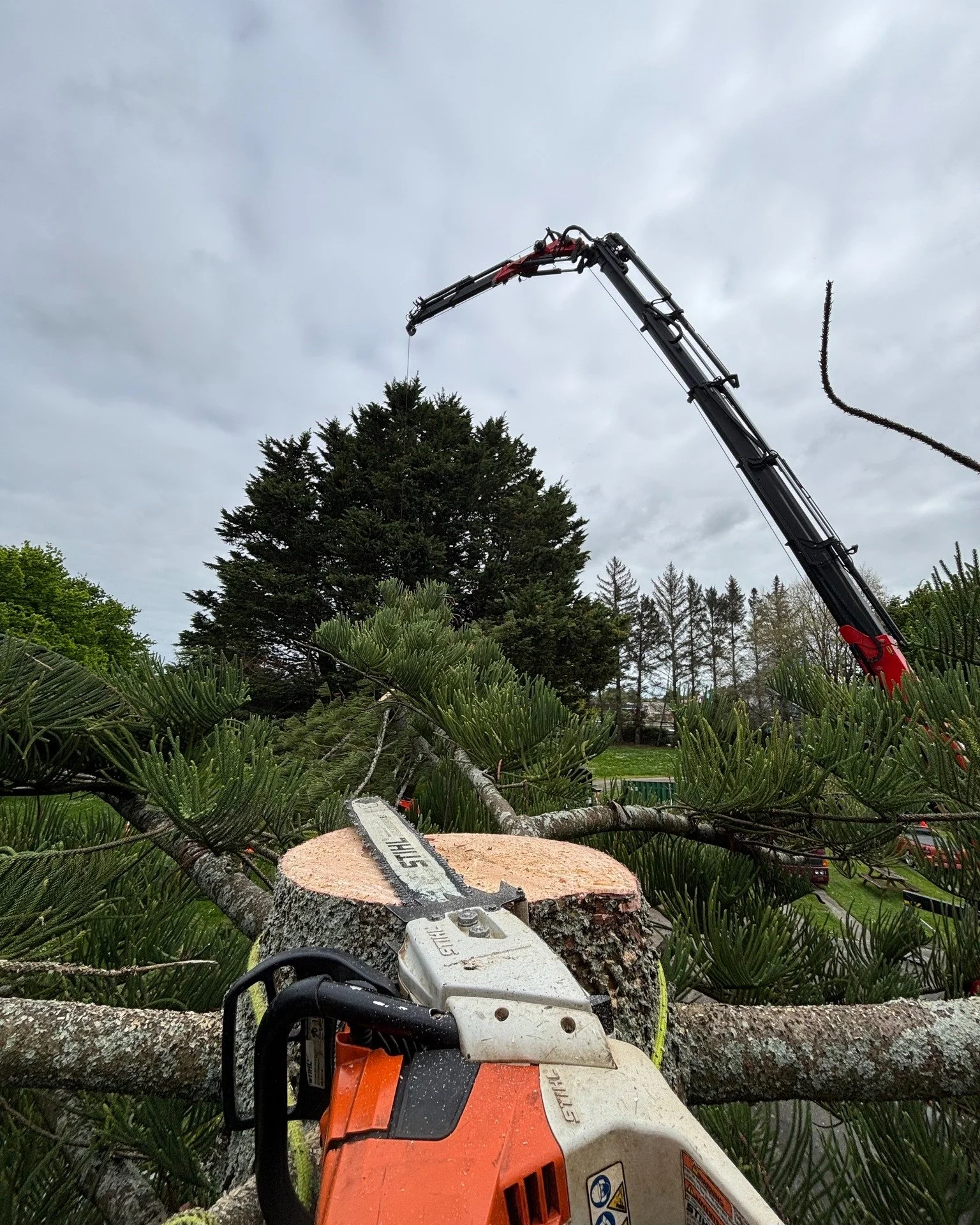 STIHL gotta love a view from the top. 🍃