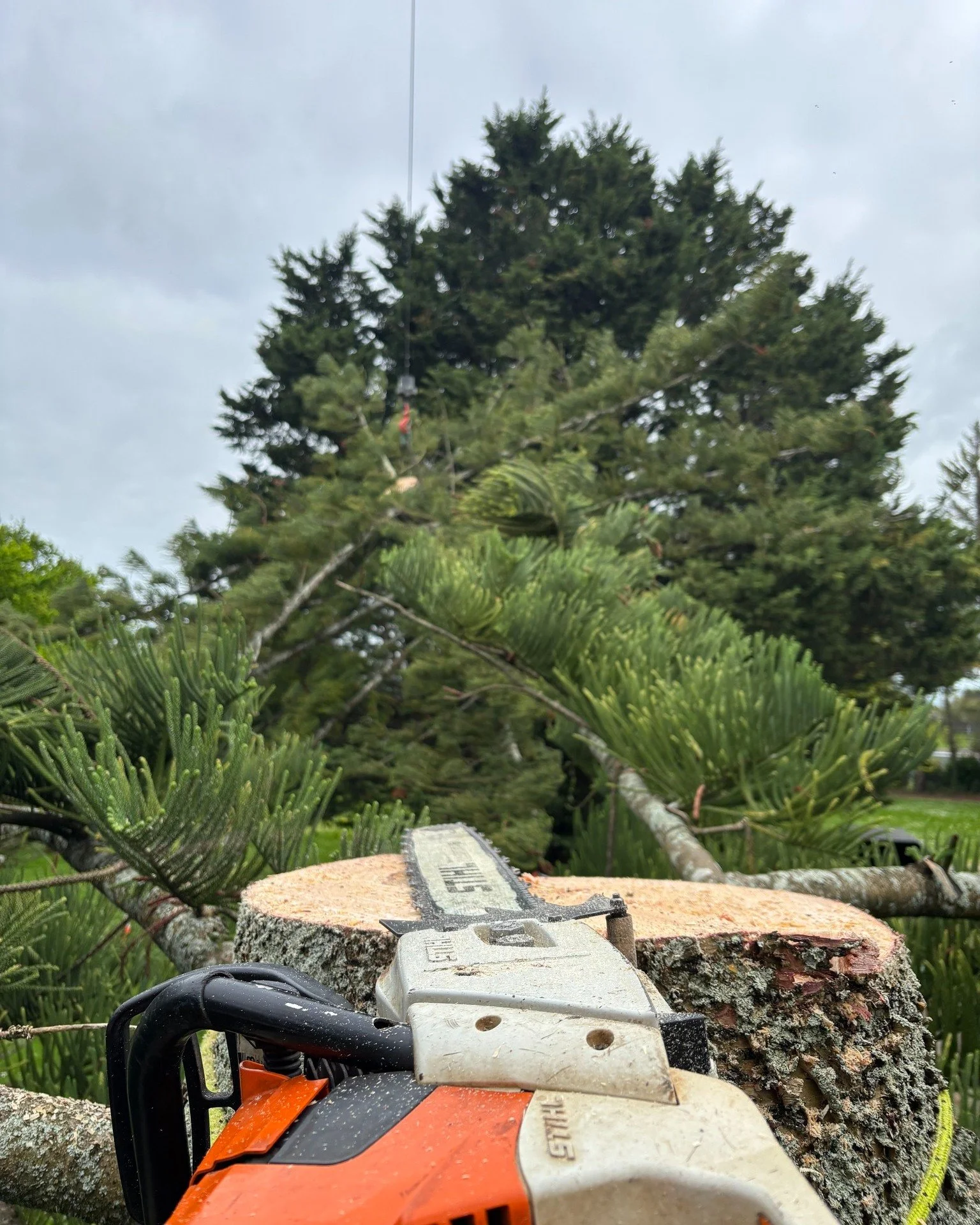 It smells like Christmas from where we're sitting! 🎄
Time to get those trees up, we reckon. 😉