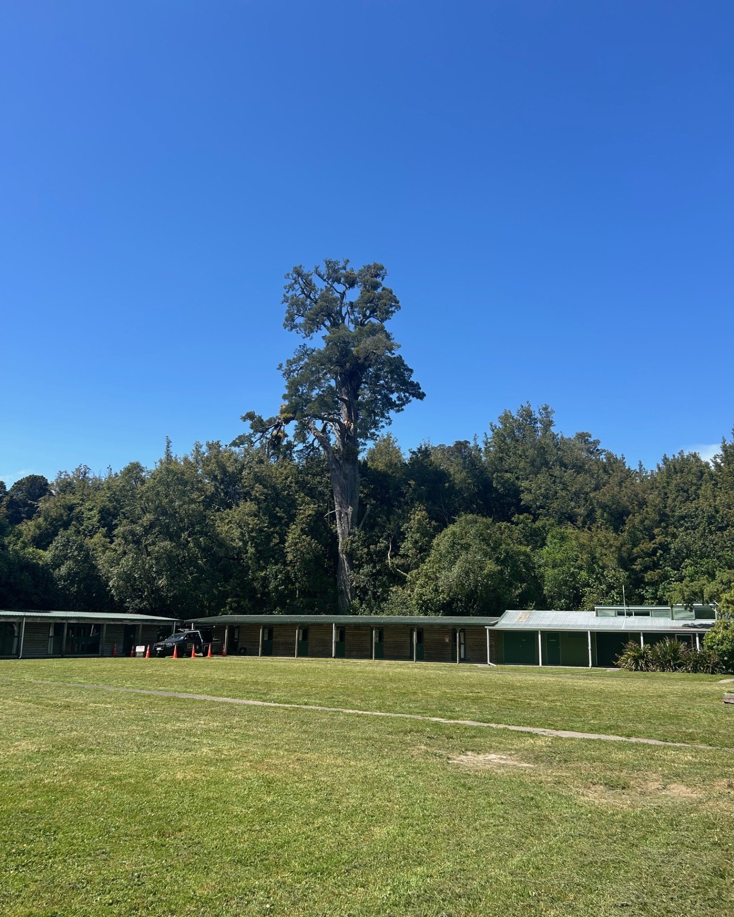 🌳👀 Spot the arborist.