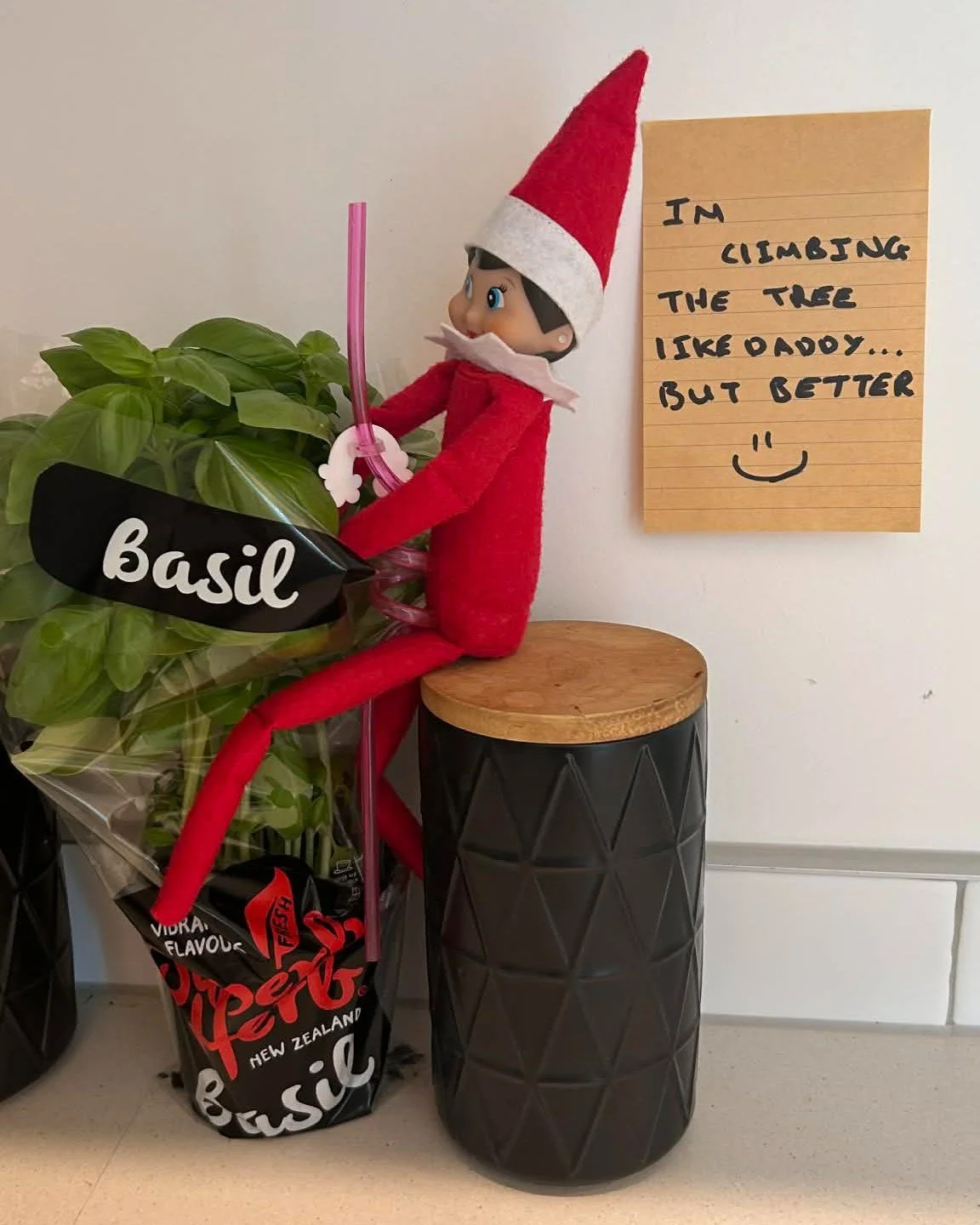 Sparkles insisted she is qualified because she's climbed a Christmas tree before. We'll give her a crack on the tools tomorrow. ✨🎄