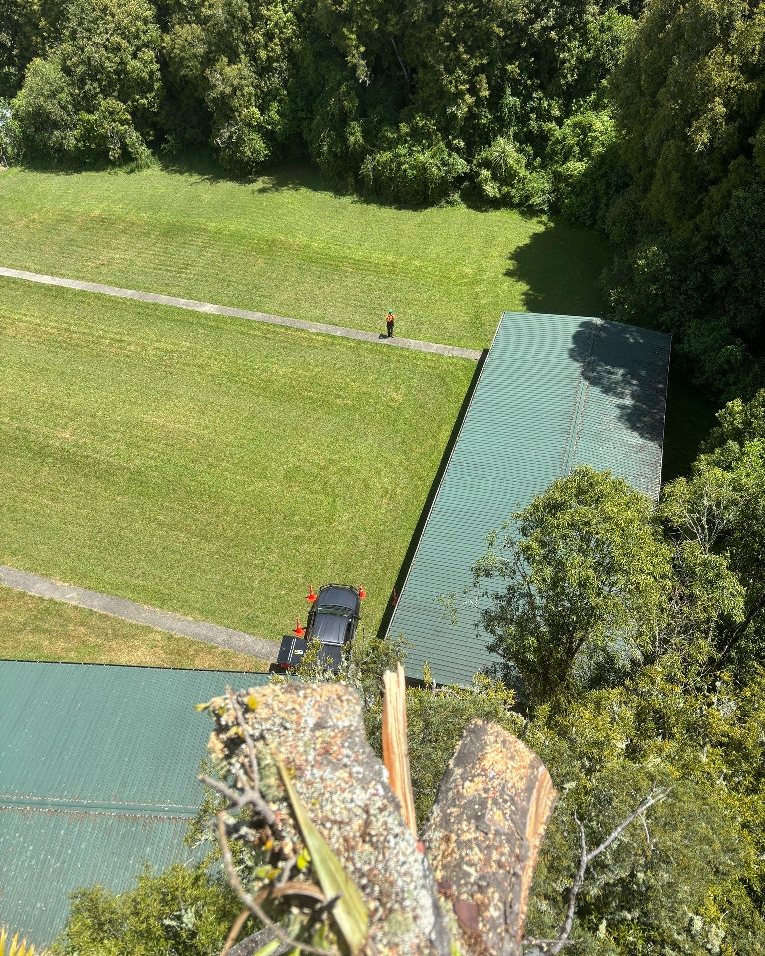 POV: literally. A view from the tree and a view from the ground, at the same time. Snap.