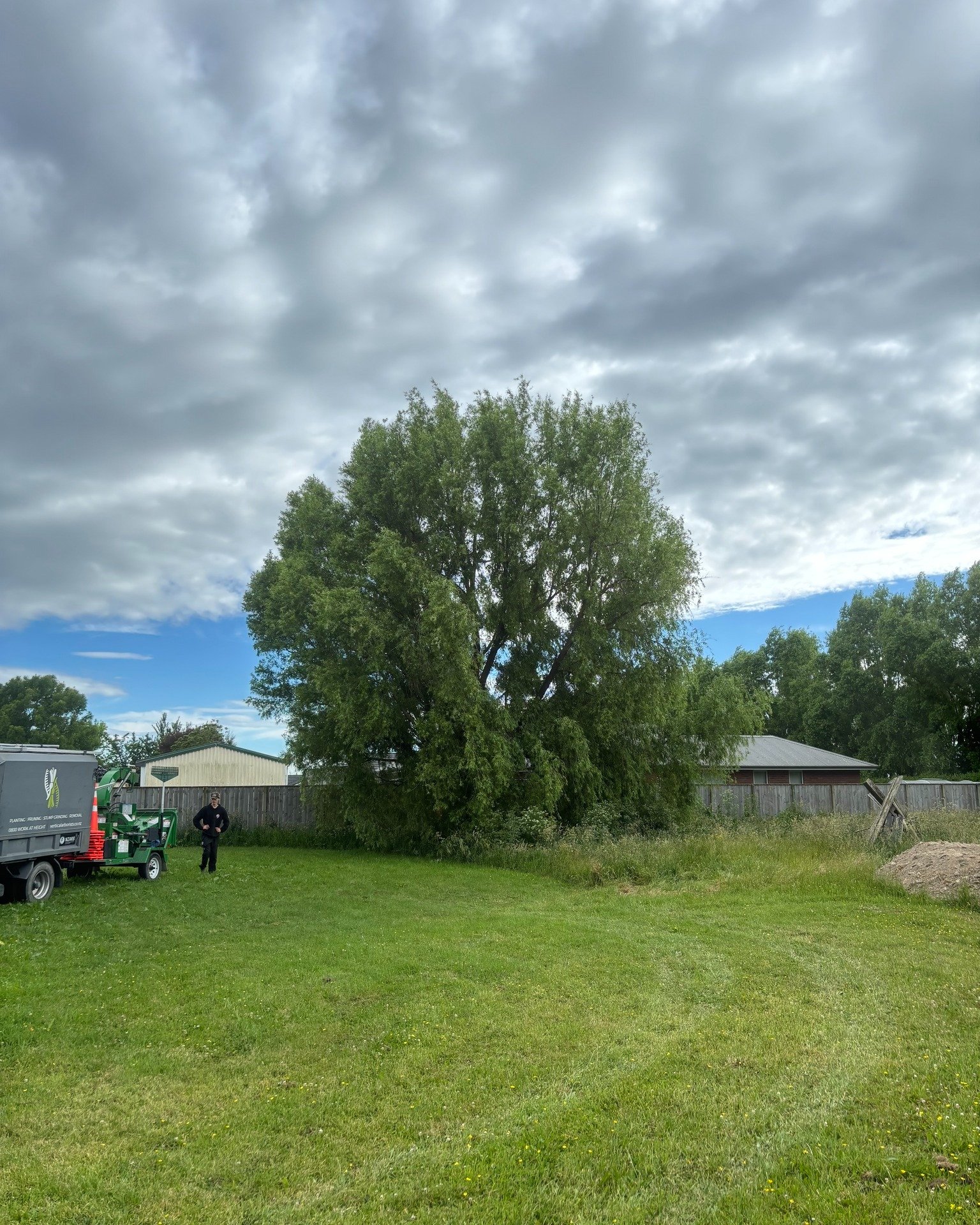 Another slick before 👉 after, for this Willow. 🍃