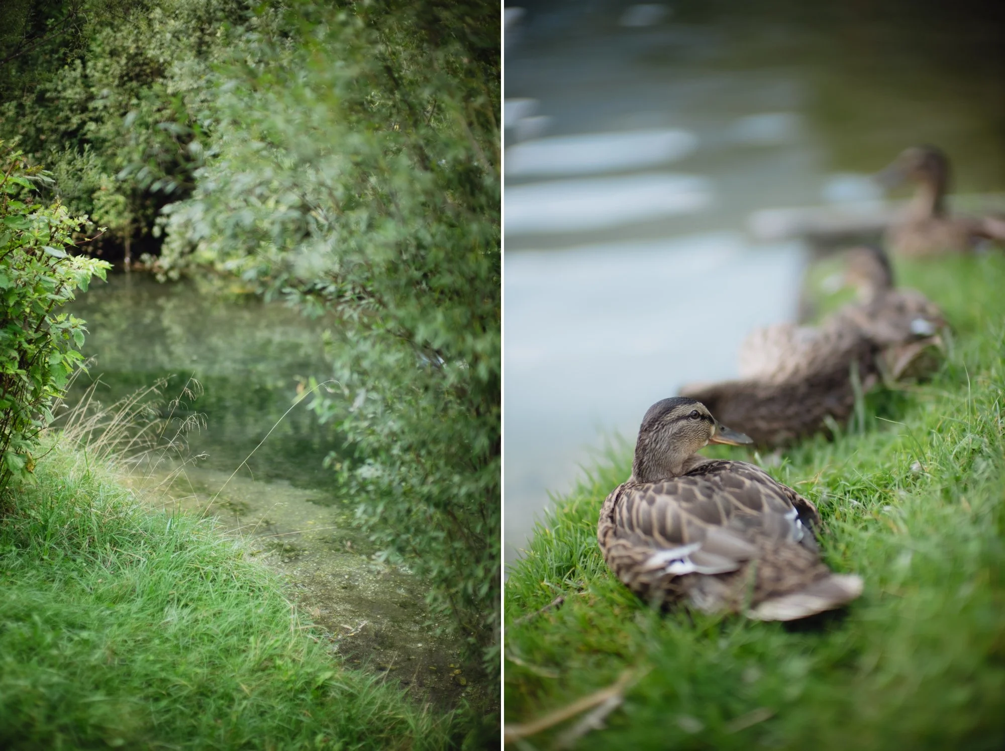 Sandy Jovita Austria Engagement Session by Carol Kuntjoro Photography-39.jpg