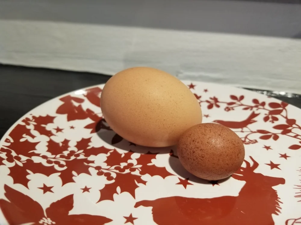 Normal egg vs “fart egg”