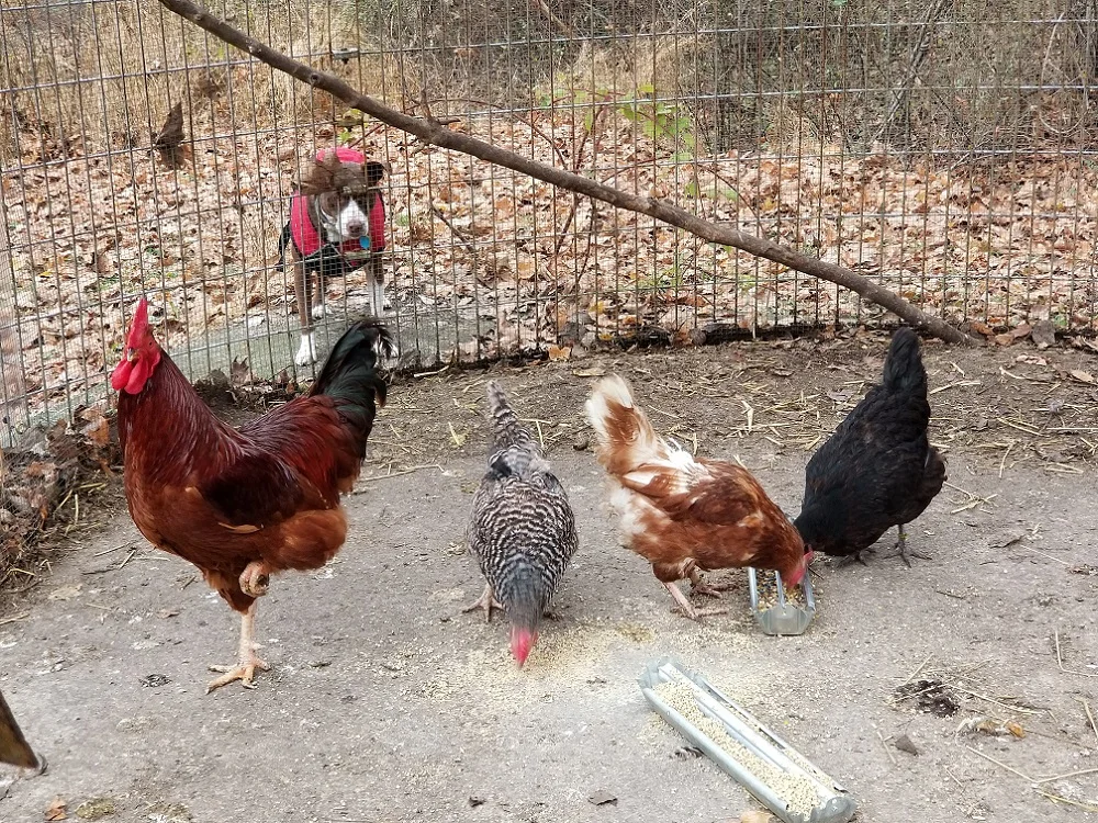 Do you have any idea how hard it is to get chickens to pose for pictures?!?