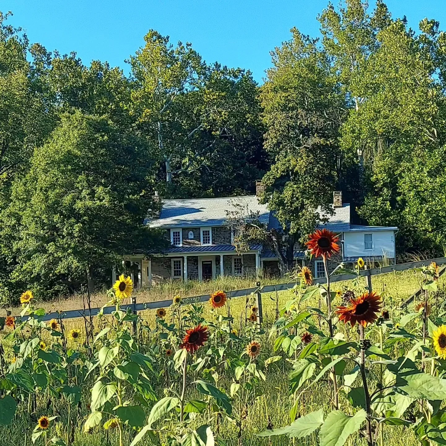 sunflowers.jpg