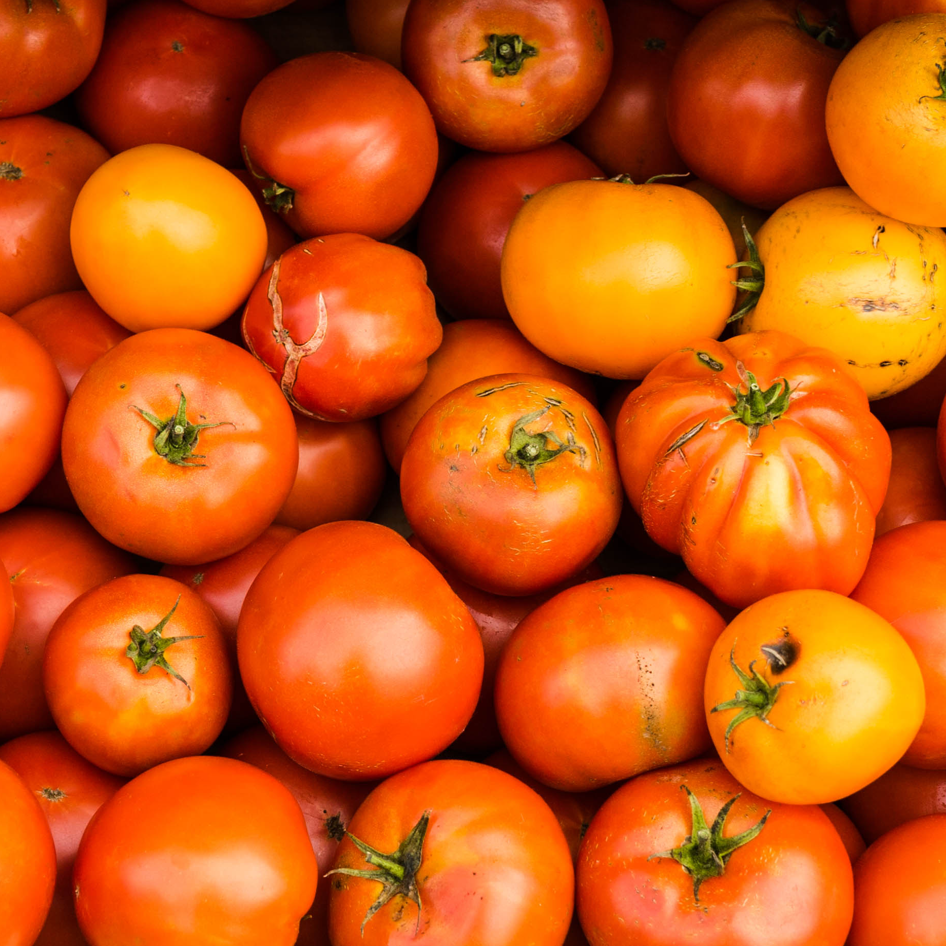 pizza geometrics-website-tomatoes.png