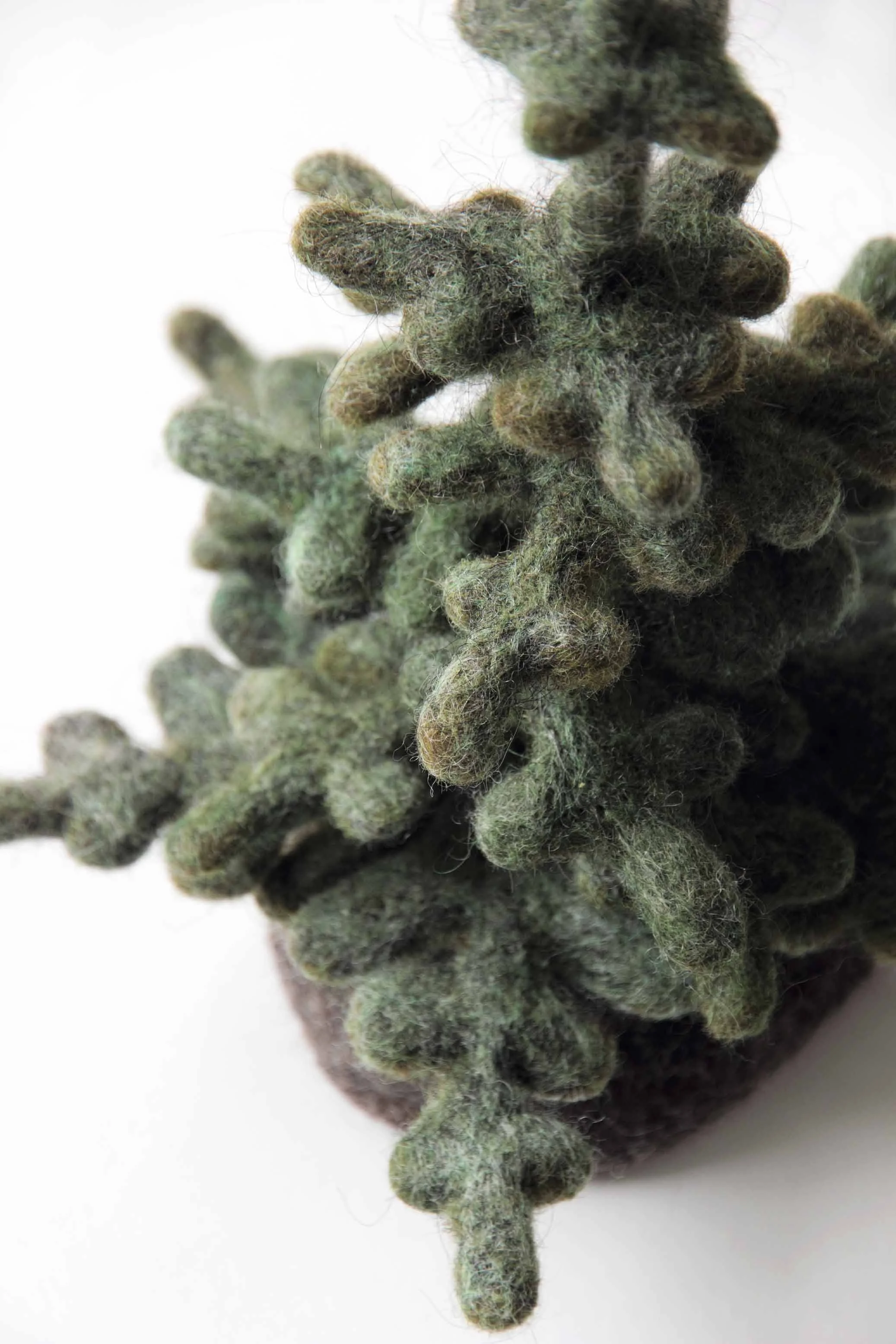 Spruce.jpg