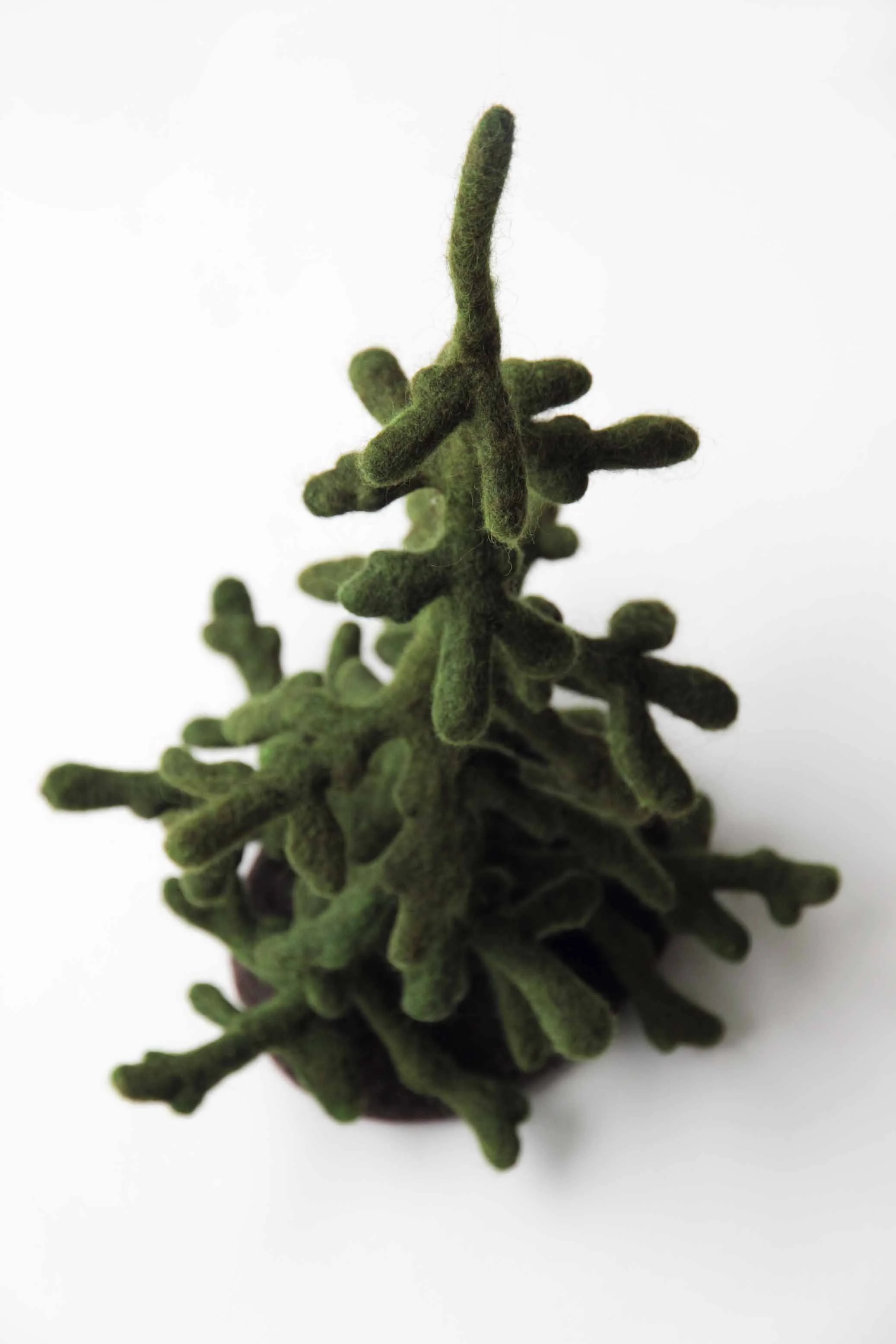 Hemlock.jpg