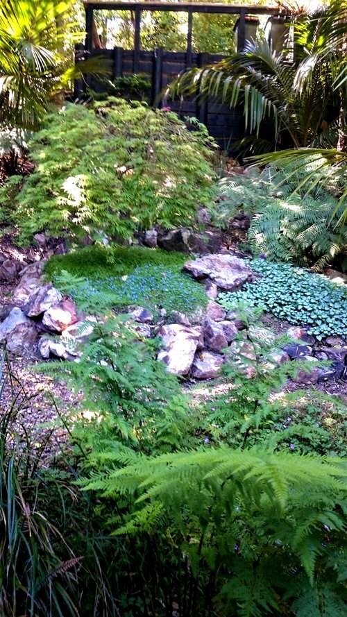 maple tree front Waiheke reduced 41 .jpg