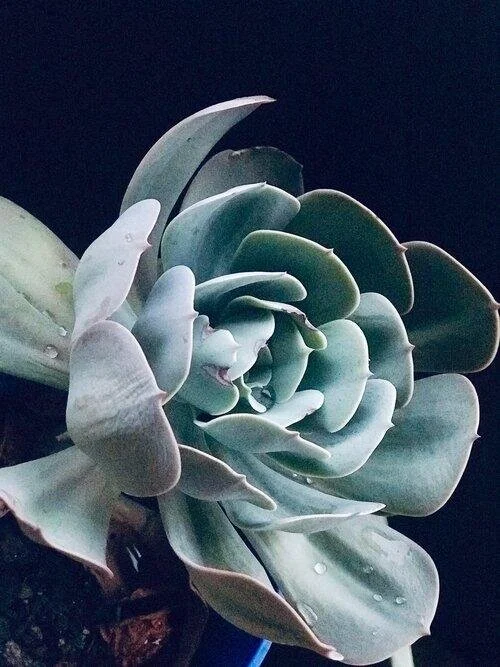 Succulent reduced 17.jpg