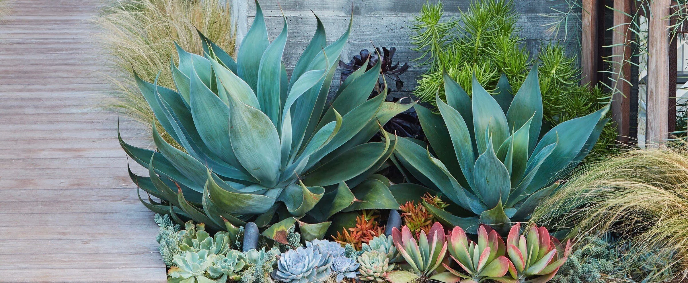 dwarf-olives-succulents-stipa-feather-grass-daniel-nolan-dry-gardens-caitlin-atkinson-cropped.jpg
