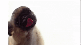 HarmoniousComposedAmericanavocet-max-1mb.gif