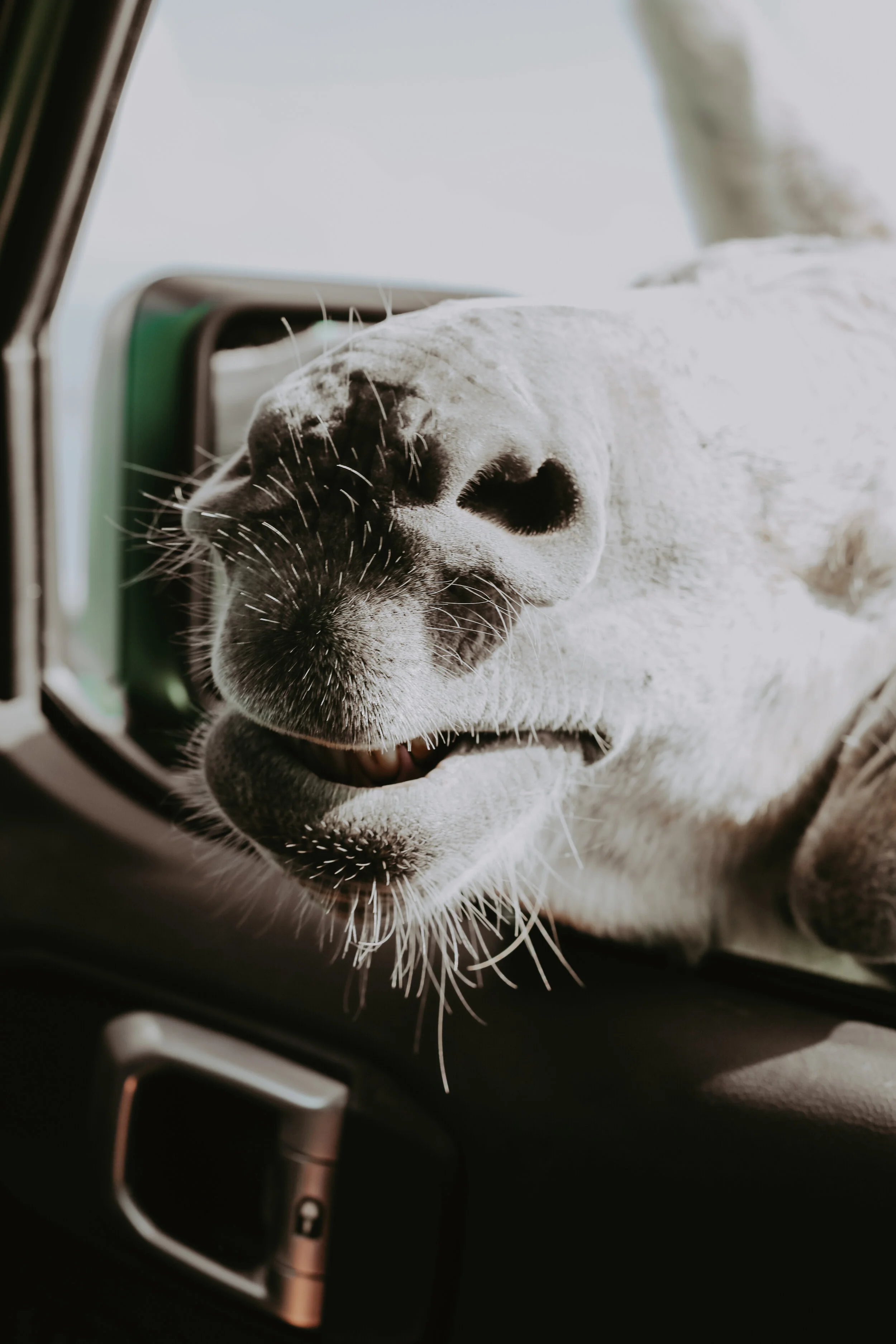 st. john travel photography donkey.jpg