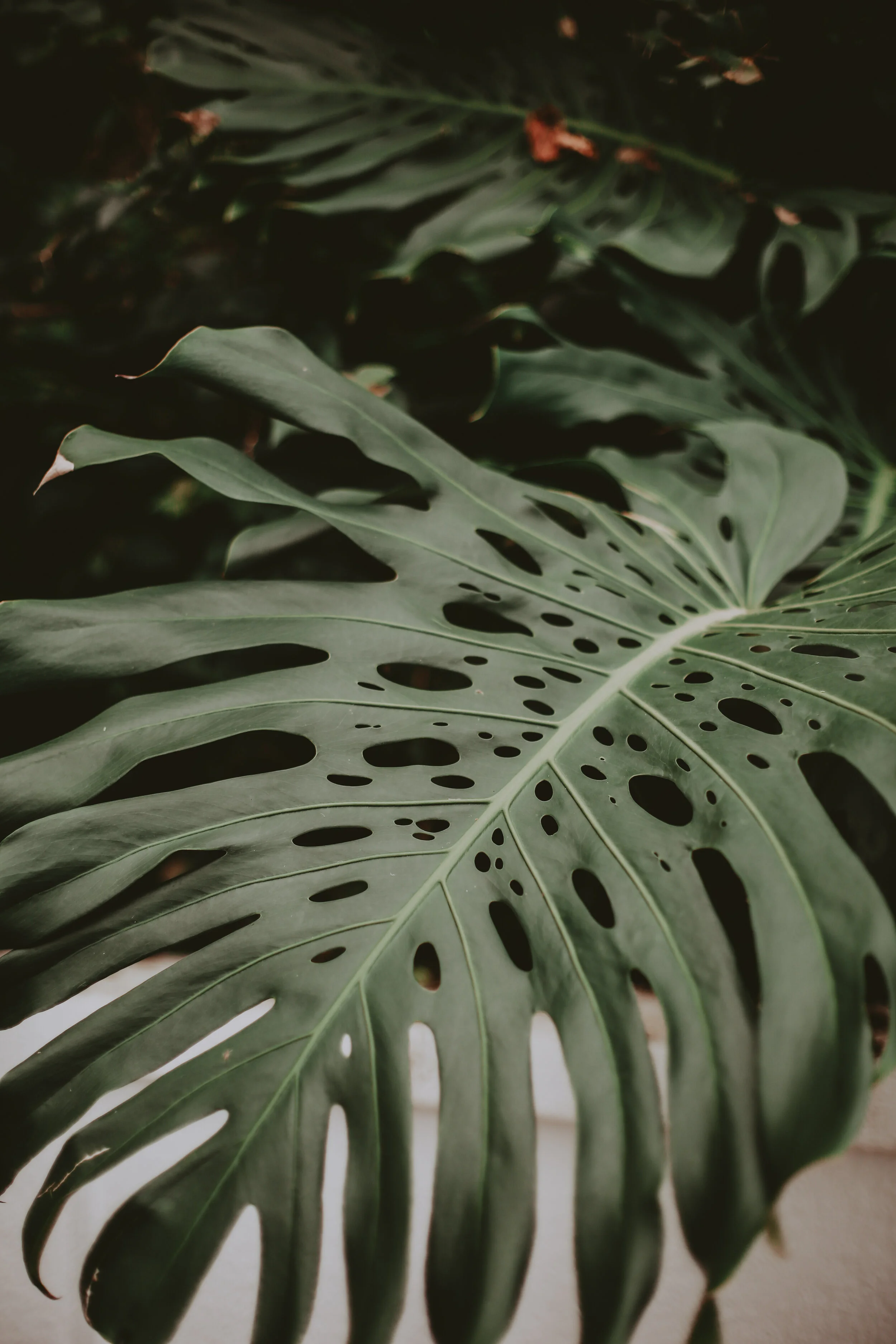 st. john travel photography palm leaf.jpg