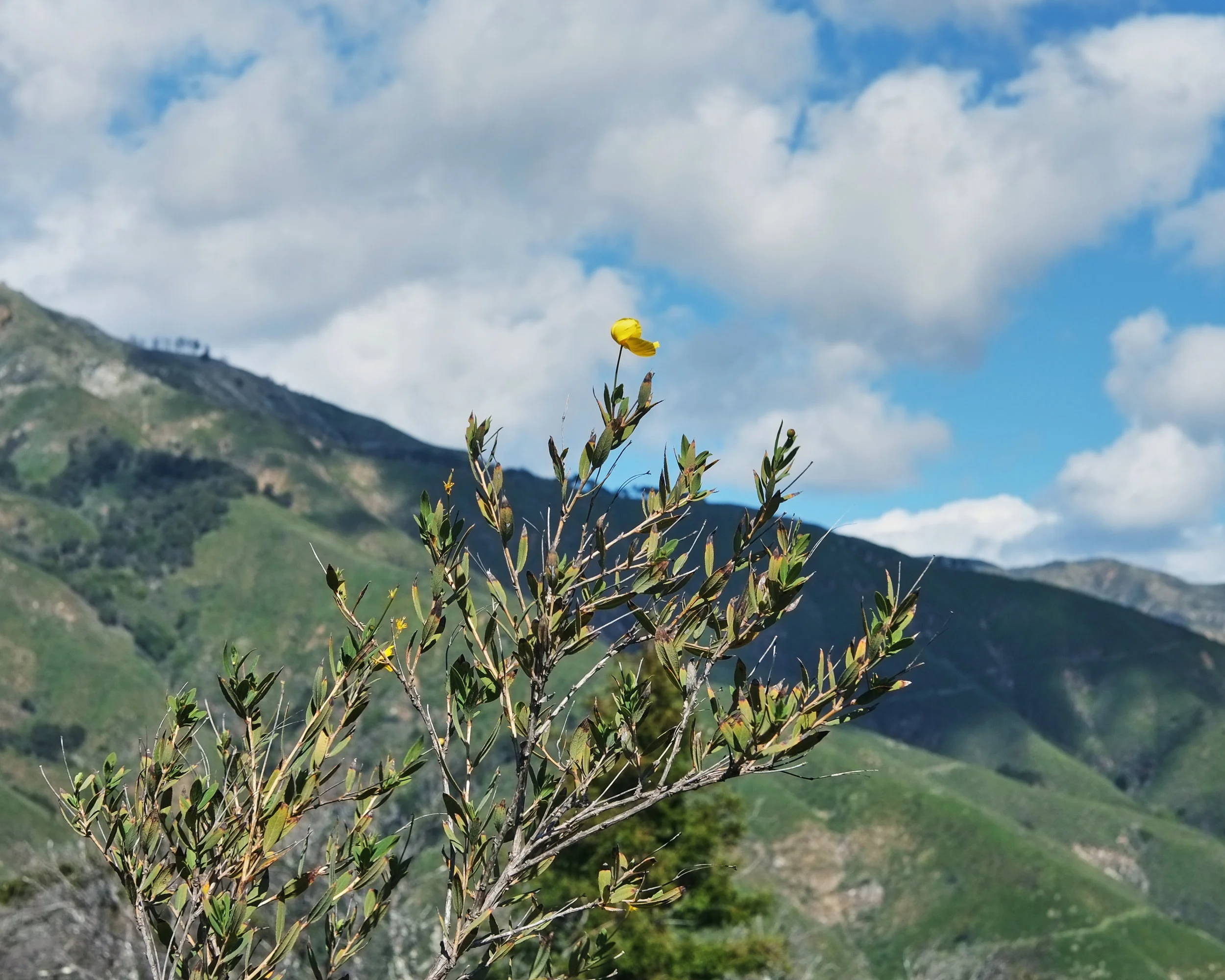 flower1.jpg
